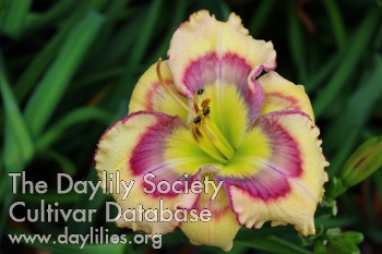 Daylily Butterfly Shores